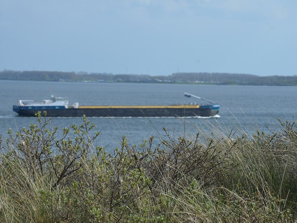 Een vrachtschip op het Veerse Meer, gezien over het riet langs de oever